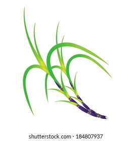 Plant of sugar cane. Vector illustration