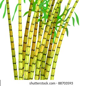 Plant of sugar cane. Vector illustration on a white background.