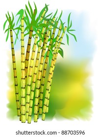 Plant Of Sugar Cane. Vector Illustration.