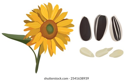 Plantar sementes de girassol e cereais. Sementes de girassol assadas e girassol amarelo de flor completa isolado no branco. Sementes de girassol inteiras e descascadas.