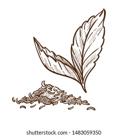 Plant tea dry and fresh leaves isolated sketch vector black or green sort plantation and production agriculture and cultivation organic food. or natural product beverage ingredients pile brewing drink