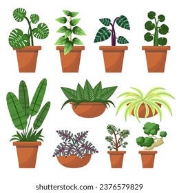 Plant in terracotta pot collection on white background.