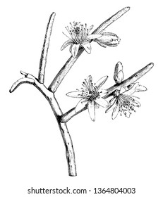 A plant that produces flowers with 7 to 8 white petals. Stamens are many, they bloom between February and April, and are found in Central America, vintage line drawing or engraving illustration.