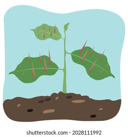 planta con espinas en sus hojas.