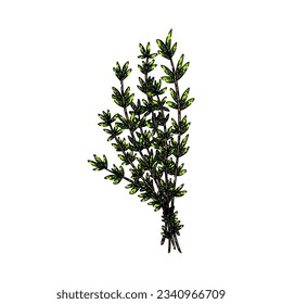 hoja de tomillo de planta dibujada a mano. hierbas orgánicas, hierbas frescas, boceto vectorial de hojas de tomillo aromáticas. ilustración de color aislado