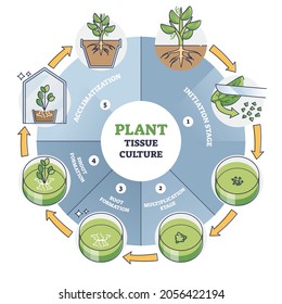 Plant tissue culture process stages with cells growth steps outline diagram. Labeled educational technique explanation with initiation, multiplication and acclimatization for micropropagation method.