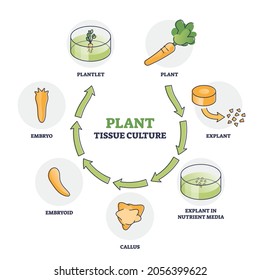 Plant tissue culture technique to maintain or grow cells outline diagram. Labeled educational scheme with new sprout growing from explant in nutrient media and sterile conditions vector illustration.