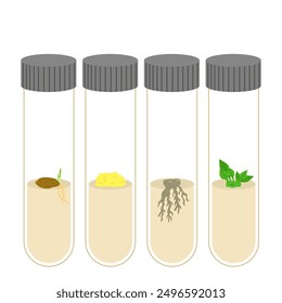 Plant tissue culture tube test illustration 