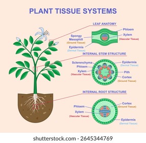 Sistemas De Tecidos Vegetais. Infográficos Biológicos Educacionais com diagrama da estrutura anatômica de folhas, caules e raízes de plantas. Seção transversal vascular, dérmica e moída. Ilustração de vetor plano