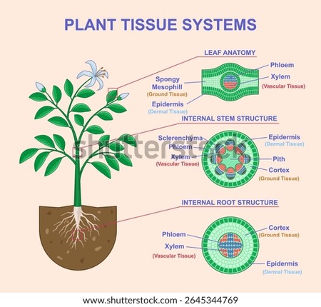 Plant Tissue Systems. Educational Biological Infographics with diagram of anatomical structure of leaves, stems and roots of plants. Vascular, dermal and ground cross section. Flat vector illustration
