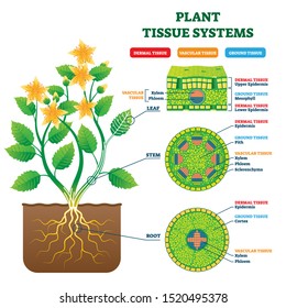 Plant Tissue Systems vector illustration. Labeled biological structure scheme. Anatomical diagram with leaf, stem and root microscopic graphic. Plant inner vascular, dermal and ground cross section.