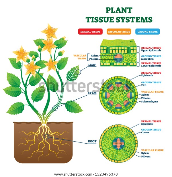 Plant Tissue Systems vector illustration.\
Labeled biological structure scheme. Anatomical diagram with leaf,\
stem and root microscopic graphic. Plant inner vascular, dermal and\
ground cross section.
