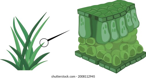 Plant and Plant tissue Template_01