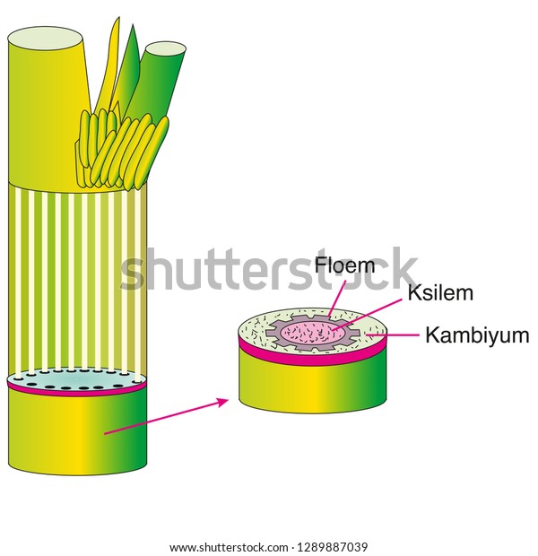 Plant Tissues, Parts of Plant, Meristem Tissue |
Biology lesson