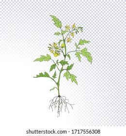 Plant tomato with green tomatoes, flowers, underground roots system hand drawn in line art style isolated on transparent. Ideal for the design packaging materials, organic farm products. Vector