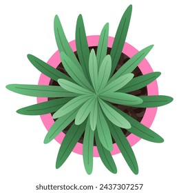 Plant top view in pot. Vector cactus, green leaves, home plant. Interior house gardening design. Isolated flower on white background