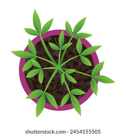 Plant top view in pot. Vector green leaves, home plant. Interior house gardening design. Isolated flower on white background
