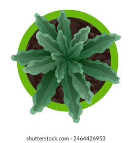 Plant top view in pot. Vector cactus, green leaves, home plant. Interior house gardening design. Isolated flower on white background
