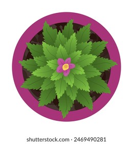 Plant top view in pot. Vector green leaves, home plant with flowers. Interior house gardening design. Isolated flower on white background