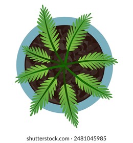 Plant top view in pot. Vector green leaves, home plant. Interior house gardening design. Isolated flower on white background
