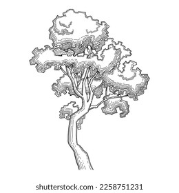 Plant tree forest icon outline, hand drawn vector. Garden drawing. Botanical oak
