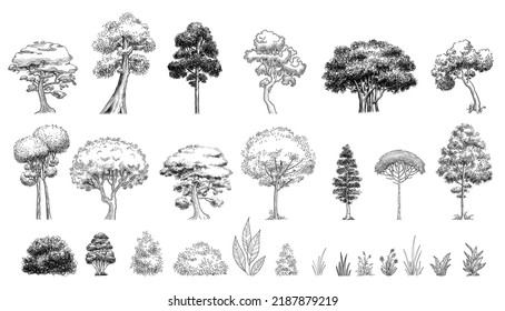 Plant tree forest icon set outline, hand drawn vector. Garden drawing. Botanical oak