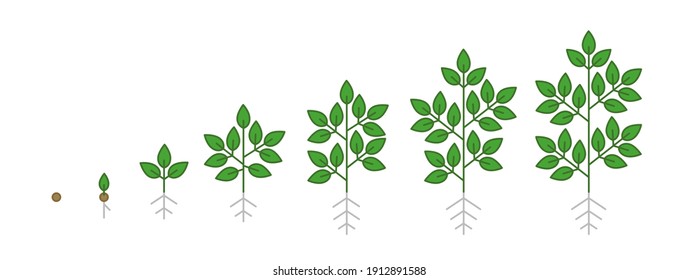 Plant tree growth stages infographic. Growing period steps. Harvest animation progression. Fertilization phase. Cycle of life development. Vector set schema.