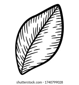 Plant tree leaf icon. Hand drawn illustration of plant tree leaf vector icon for web design