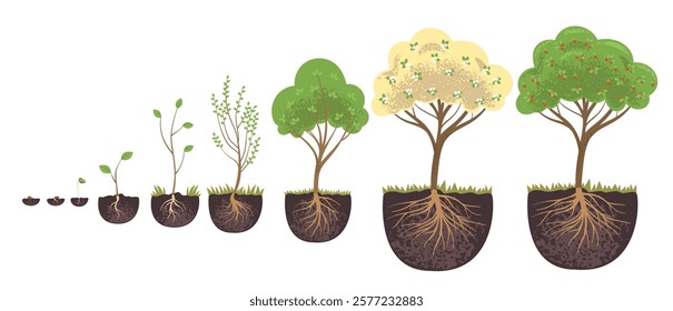 Plant tree stages. Trees life cycle infographic, fruit plant growth from germination seed flowers to apples harvest, sapling grow change root in soil classy vector illustration original artwork