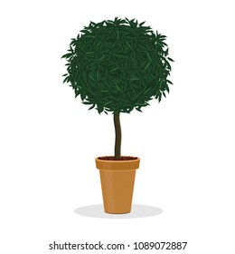Plant trimmed into ball shape. Decorative tree growing in the flower pot. Small bush trimmed into round shape.