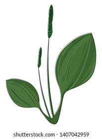  A plant with two leaves ready to be planted, vector, color drawing or illustration. 