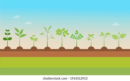 Plant Types grow with nature background.Vector illustration.Seedling green trees.Plants set on ground.Garden tree seedling
