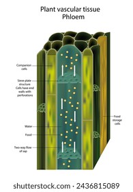 Plantar tejido vascular Phloem. Sección transversal que muestra haces vasculares. Traslocación en plantas vasculares