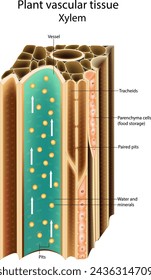 Plantar tejido vascular Xylem. Sección transversal que muestra haces vasculares. Traslocación en plantas vasculares