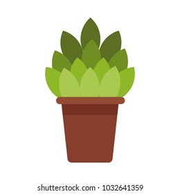 Plant in vase