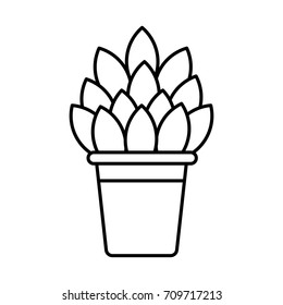 Plant in vase