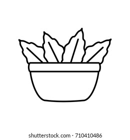 Plant in vase