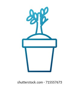 Plant in vase