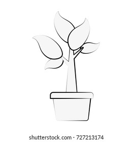 Plant in vase