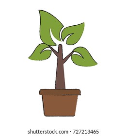 Plant in vase