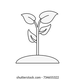 Plant in vase