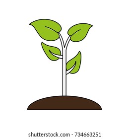 Plant in vase