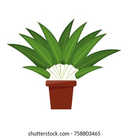 Plant in vase