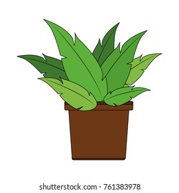 Plant in vase
