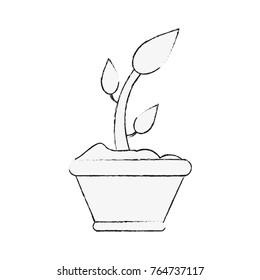 Plant in vase