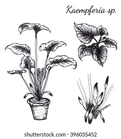 Plant vector and call name is Kaempferia sp