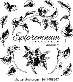 Plant. Vector graphics. Ink work.