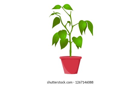 Plant vector illustration