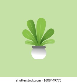 plant vector illustration. one type of succulent, plant botanical flat design style