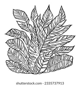 Plant Vector in Minimal Hand Drawing 